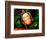 Painted Turtle, Native to Southern USA-David Northcott-Framed Photographic Print