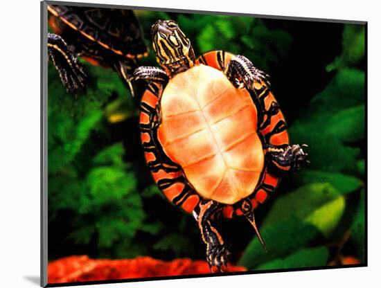 Painted Turtle, Native to Southern USA-David Northcott-Mounted Photographic Print