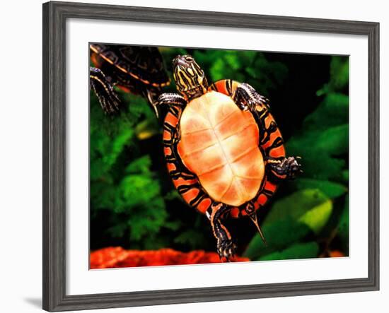 Painted Turtle, Native to Southern USA-David Northcott-Framed Photographic Print