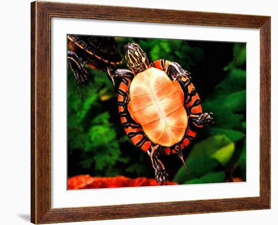 Painted Turtle, Native to Southern USA-David Northcott-Framed Photographic Print