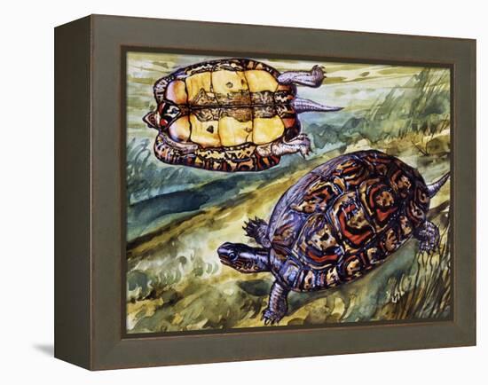 Painted Wood Turtle or Ornate Wood Turtle (Rhinoclemmys Pulcherrima), Geoemydidae-null-Framed Premier Image Canvas