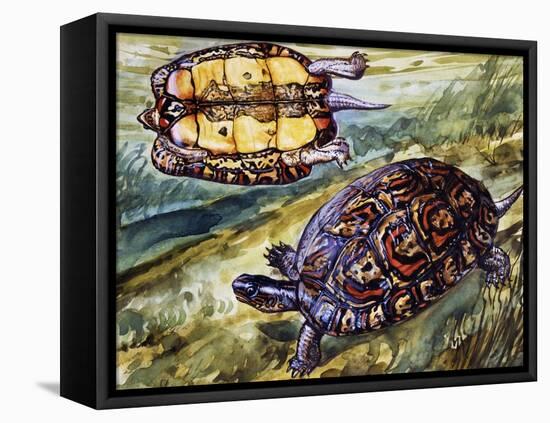 Painted Wood Turtle or Ornate Wood Turtle (Rhinoclemmys Pulcherrima), Geoemydidae-null-Framed Premier Image Canvas