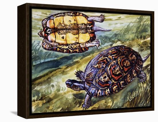 Painted Wood Turtle or Ornate Wood Turtle (Rhinoclemmys Pulcherrima), Geoemydidae-null-Framed Premier Image Canvas