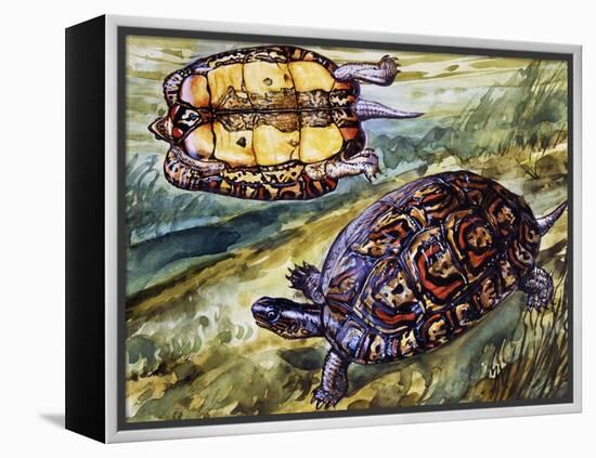 Painted Wood Turtle or Ornate Wood Turtle (Rhinoclemmys Pulcherrima), Geoemydidae-null-Framed Premier Image Canvas