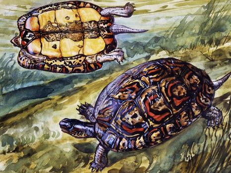 Painted Wood Turtle or Ornate Wood Turtle (Rhinoclemmys Pulcherrima),  Geoemydidae' Giclee Print | Art.com