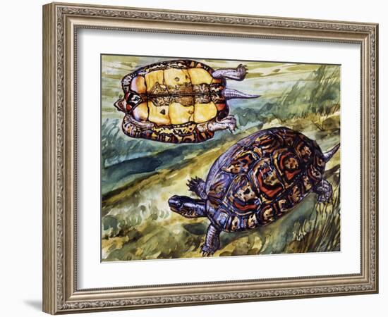 Painted Wood Turtle or Ornate Wood Turtle (Rhinoclemmys Pulcherrima), Geoemydidae-null-Framed Giclee Print