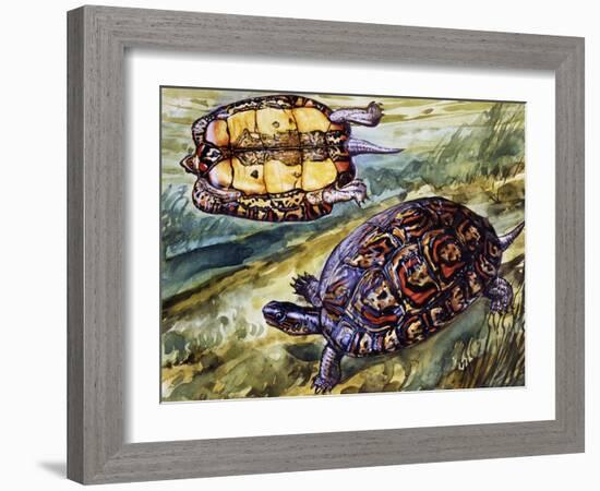 Painted Wood Turtle or Ornate Wood Turtle (Rhinoclemmys Pulcherrima), Geoemydidae-null-Framed Giclee Print