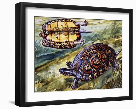 Painted Wood Turtle or Ornate Wood Turtle (Rhinoclemmys Pulcherrima), Geoemydidae-null-Framed Giclee Print