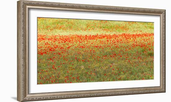 Painterly effect on a photograph of poppies in an Italian meadow.-Brenda Tharp-Framed Photographic Print