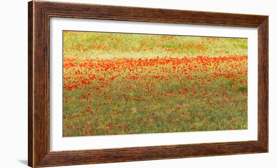 Painterly effect on a photograph of poppies in an Italian meadow.-Brenda Tharp-Framed Photographic Print