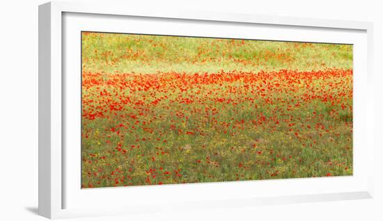 Painterly effect on a photograph of poppies in an Italian meadow.-Brenda Tharp-Framed Photographic Print