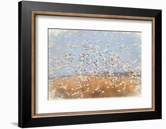 Painting effect on snow geese flying. Bosque del Apache National Wildlife Refuge, New Mexico-Adam Jones-Framed Photographic Print