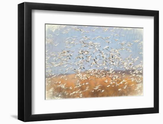 Painting effect on snow geese flying. Bosque del Apache National Wildlife Refuge, New Mexico-Adam Jones-Framed Photographic Print