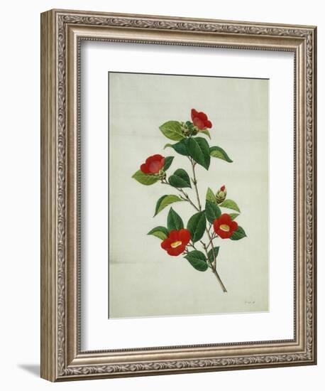 Painting- Japanese Camellia , 19th Century-null-Framed Giclee Print