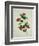 Painting- Japanese Camellia , 19th Century-null-Framed Giclee Print