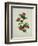 Painting- Japanese Camellia , 19th Century-null-Framed Giclee Print