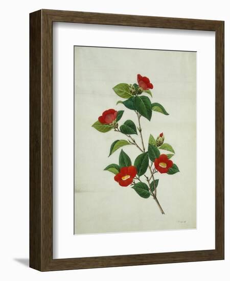 Painting- Japanese Camellia , 19th Century-null-Framed Giclee Print