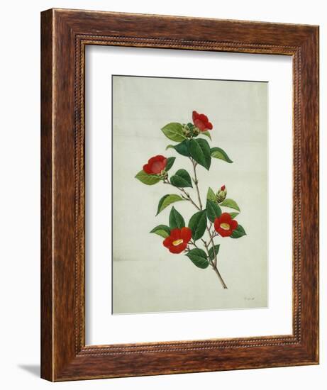 Painting- Japanese Camellia , 19th Century-null-Framed Giclee Print