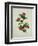 Painting- Japanese Camellia , 19th Century-null-Framed Giclee Print