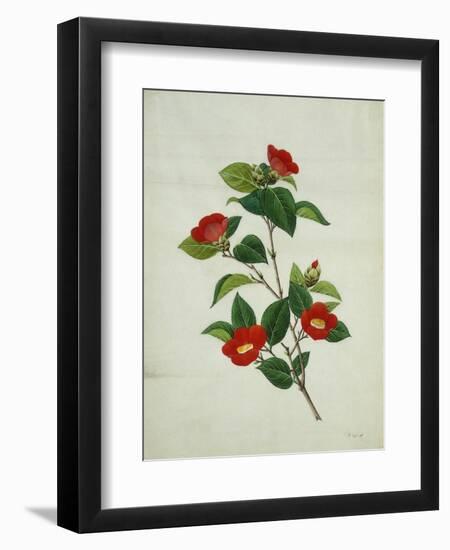 Painting- Japanese Camellia , 19th Century-null-Framed Giclee Print