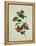 Painting- Japanese Camellia , 19th Century-null-Framed Premier Image Canvas