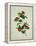 Painting- Japanese Camellia , 19th Century-null-Framed Premier Image Canvas