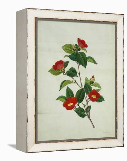 Painting- Japanese Camellia , 19th Century-null-Framed Premier Image Canvas