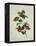 Painting- Japanese Camellia , 19th Century-null-Framed Premier Image Canvas