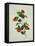 Painting- Japanese Camellia , 19th Century-null-Framed Premier Image Canvas