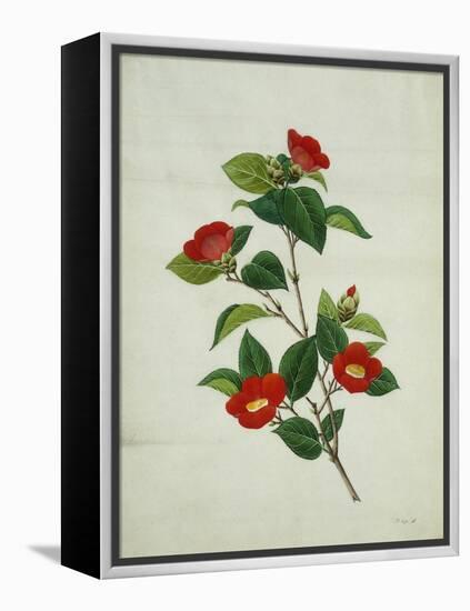 Painting- Japanese Camellia , 19th Century-null-Framed Premier Image Canvas