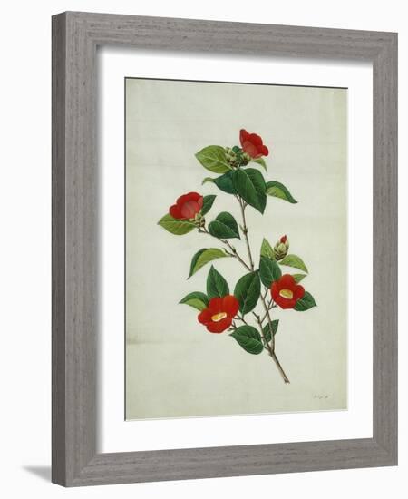 Painting- Japanese Camellia , 19th Century-null-Framed Giclee Print