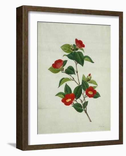 Painting- Japanese Camellia , 19th Century-null-Framed Giclee Print