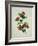 Painting- Japanese Camellia , 19th Century-null-Framed Giclee Print
