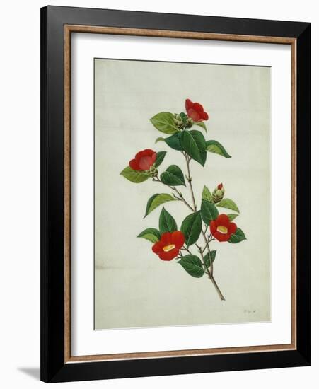 Painting- Japanese Camellia , 19th Century-null-Framed Giclee Print