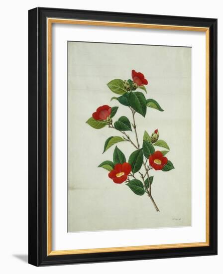 Painting- Japanese Camellia , 19th Century-null-Framed Giclee Print