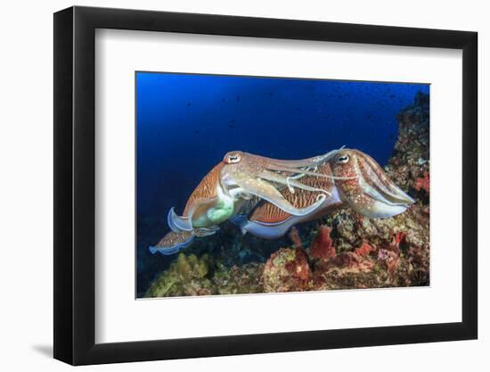 Pair Cuttlefish Mating-Rich Carey-Framed Photographic Print