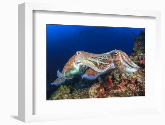 Pair Cuttlefish Mating-Rich Carey-Framed Photographic Print