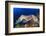 Pair Cuttlefish Mating-Rich Carey-Framed Photographic Print