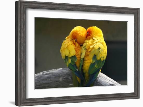 Pair Lovebirds-Julia Kuznetsova-Framed Photographic Print