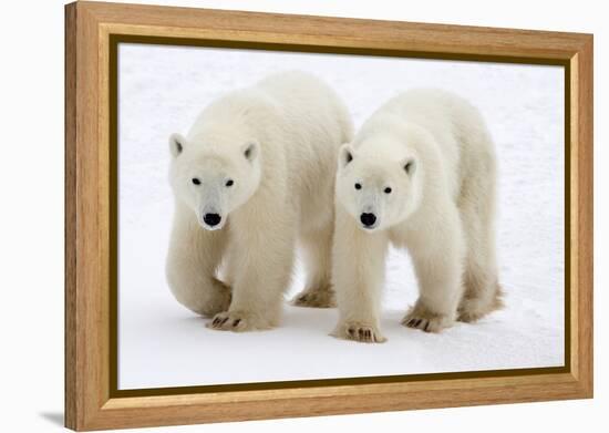 Pair of Adolescent Polar Bear Cubs-Howard Ruby-Framed Premier Image Canvas