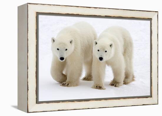 Pair of Adolescent Polar Bear Cubs-Howard Ruby-Framed Premier Image Canvas