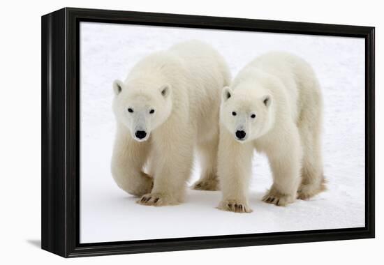 Pair of Adolescent Polar Bear Cubs-Howard Ruby-Framed Premier Image Canvas