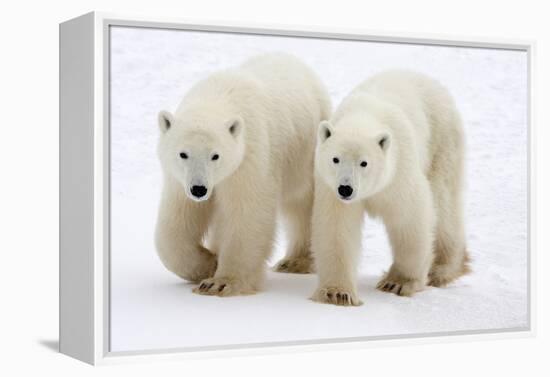 Pair of Adolescent Polar Bear Cubs-Howard Ruby-Framed Premier Image Canvas