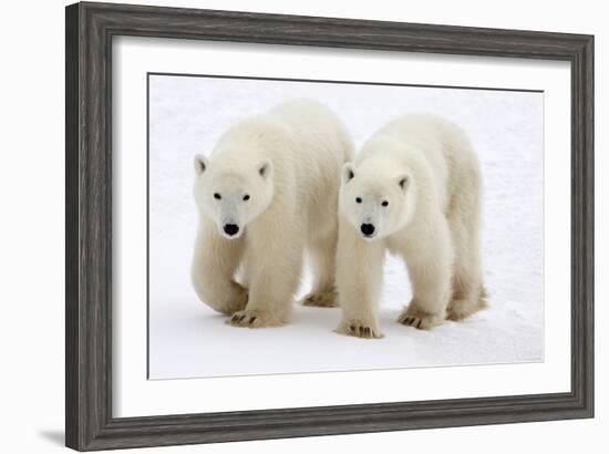 Pair of Adolescent Polar Bear Cubs-Howard Ruby-Framed Photographic Print