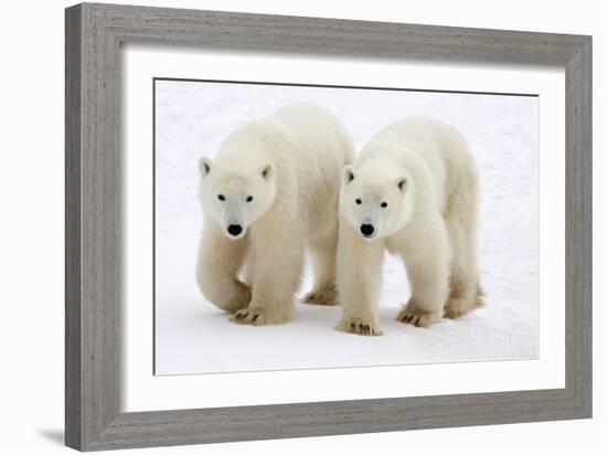 Pair of Adolescent Polar Bear Cubs-Howard Ruby-Framed Photographic Print