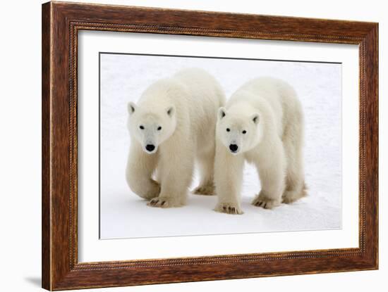 Pair of Adolescent Polar Bear Cubs-Howard Ruby-Framed Photographic Print