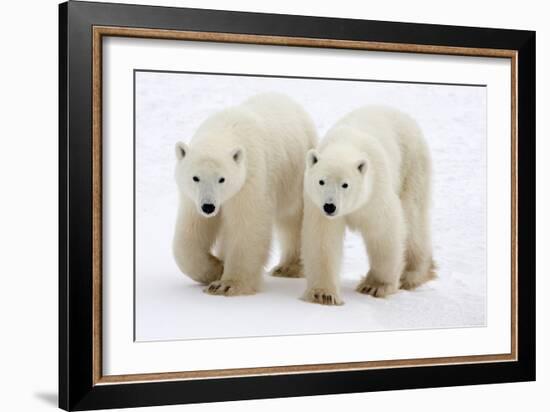 Pair of Adolescent Polar Bear Cubs-Howard Ruby-Framed Photographic Print