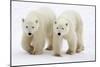 Pair of Adolescent Polar Bear Cubs-Howard Ruby-Mounted Photographic Print