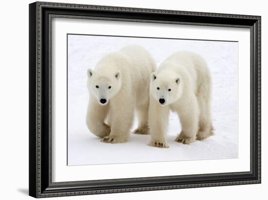 Pair of Adolescent Polar Bear Cubs-Howard Ruby-Framed Photographic Print