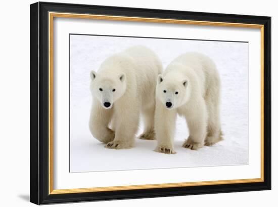 Pair of Adolescent Polar Bear Cubs-Howard Ruby-Framed Photographic Print